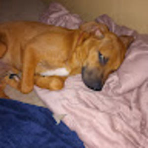 Meet your Posher, Chad